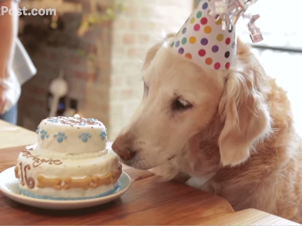 Last-surviving 9/11 rescue dog Bretagne enjoyed a 16th birthday party