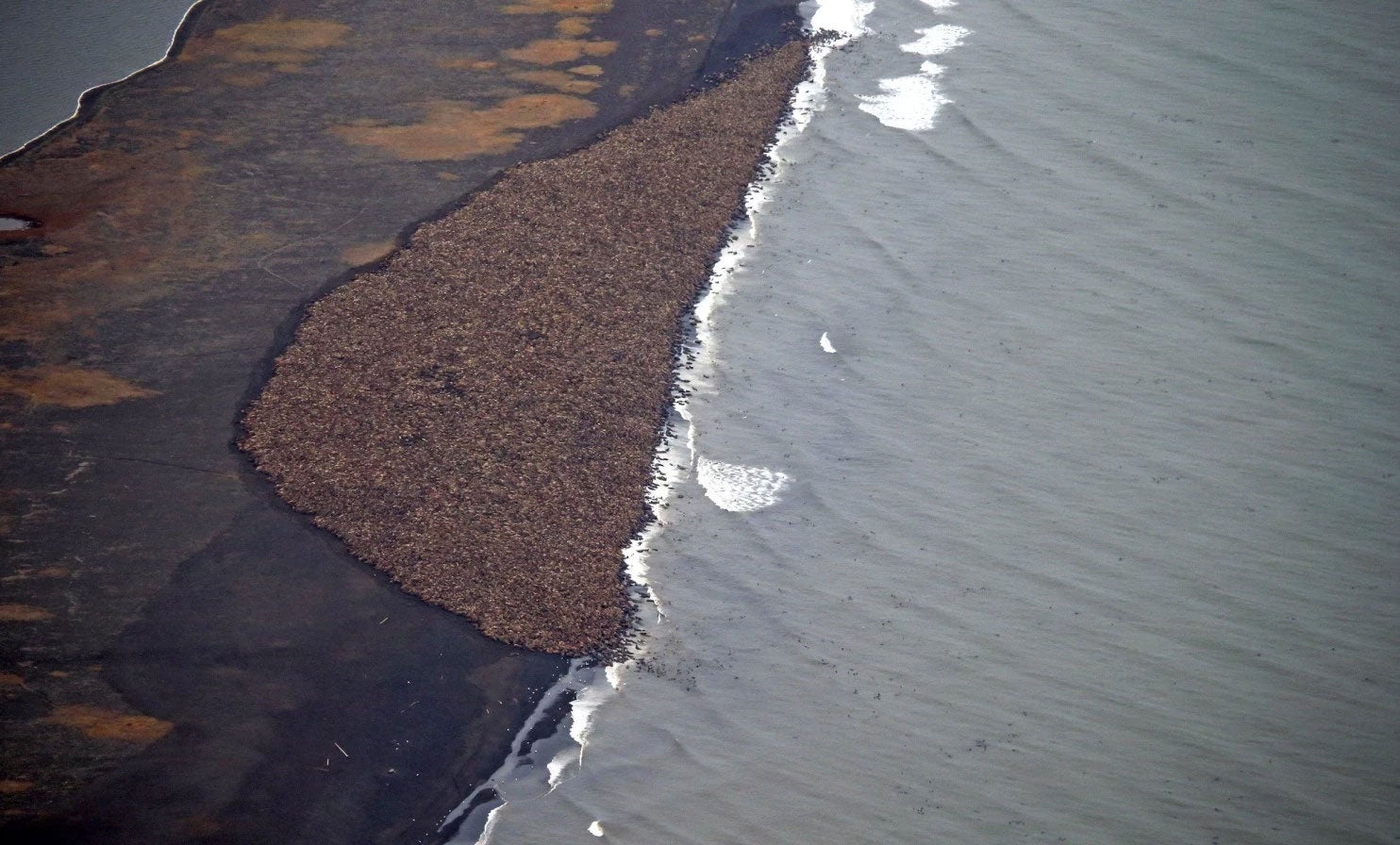 An estimated 35,000 walruses hauled out on a beach near the village of Point Lay, Alaska