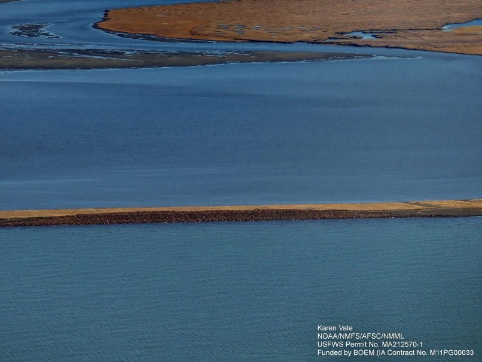 The walrus haul-out near the Native Village of Point Lay from National Oceanic and Atmospheric Administration (NOAA) Fisheries