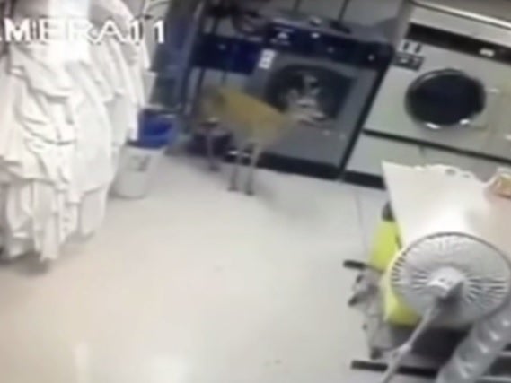 Footage shows deer jump through window and roam hotel in Nebraska