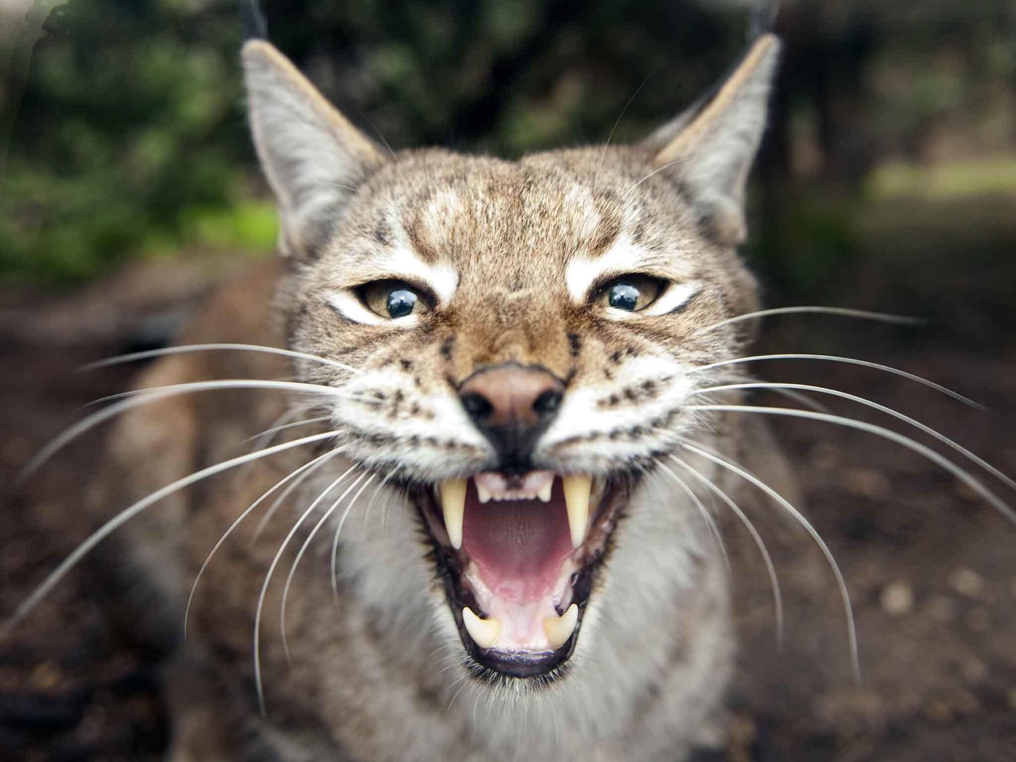 There have been warnings lynx could harm sheep farming (AFP)