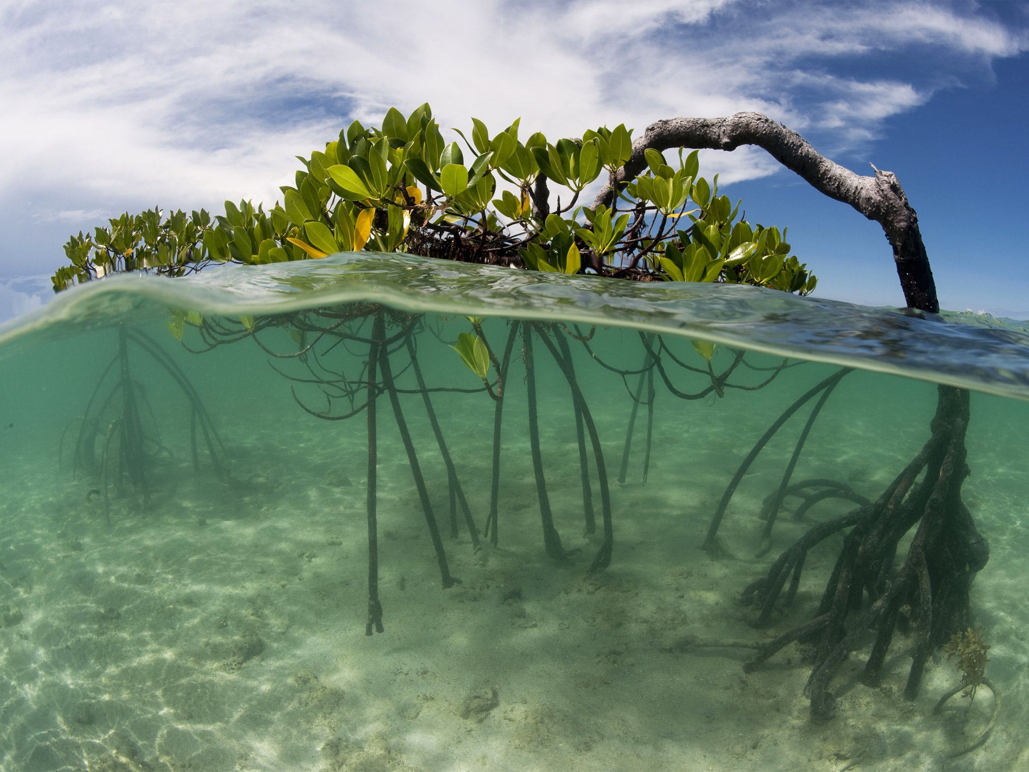 Nearly 20 per cent of total mangrove area has been lost between 1980 and 2005