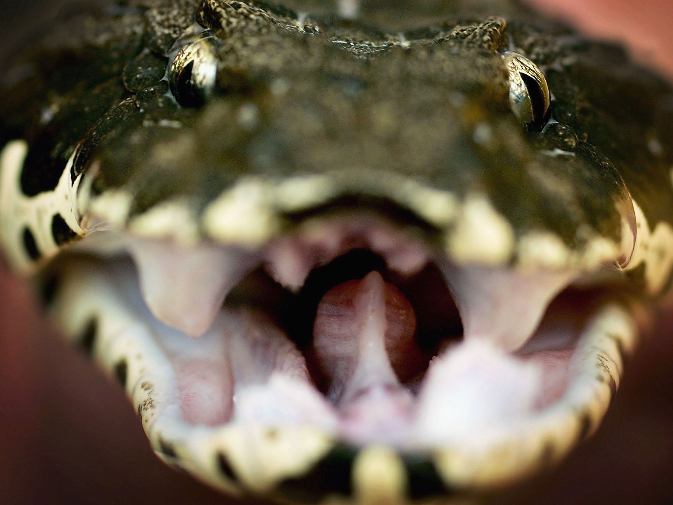 A death adder is pictured at the Australian Reptile Park. The new snake discovered was a different species of death adder, unique to its region