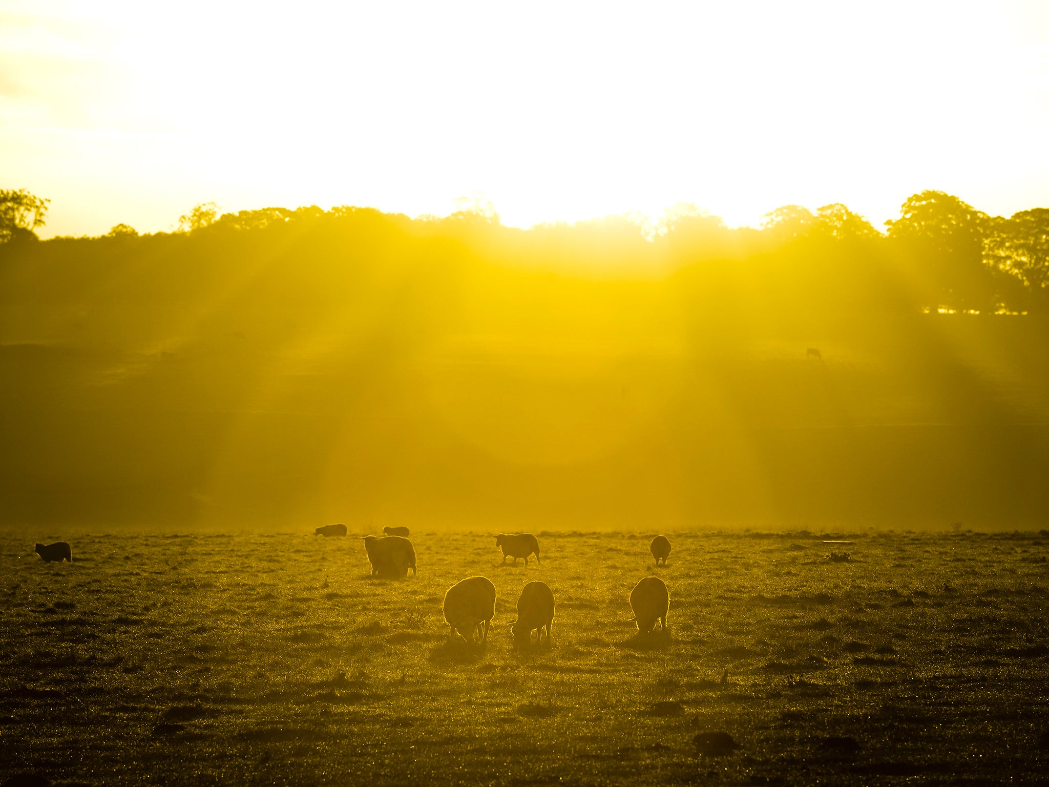 Sheep graze in early morning sunlight