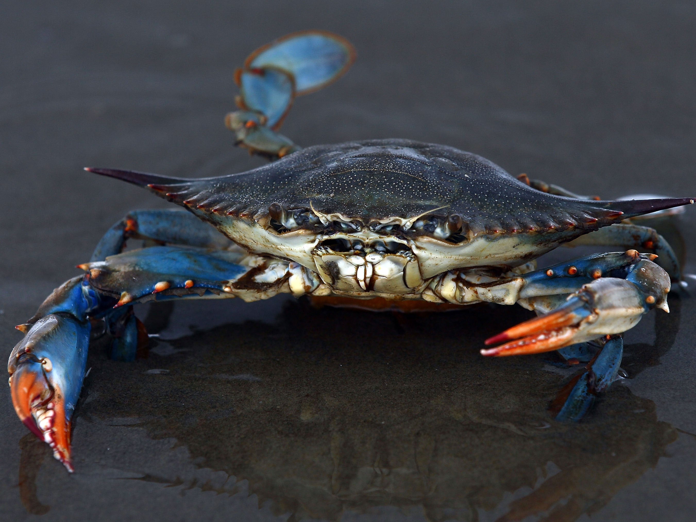 The crabs found on the Metro were a long way from their homes