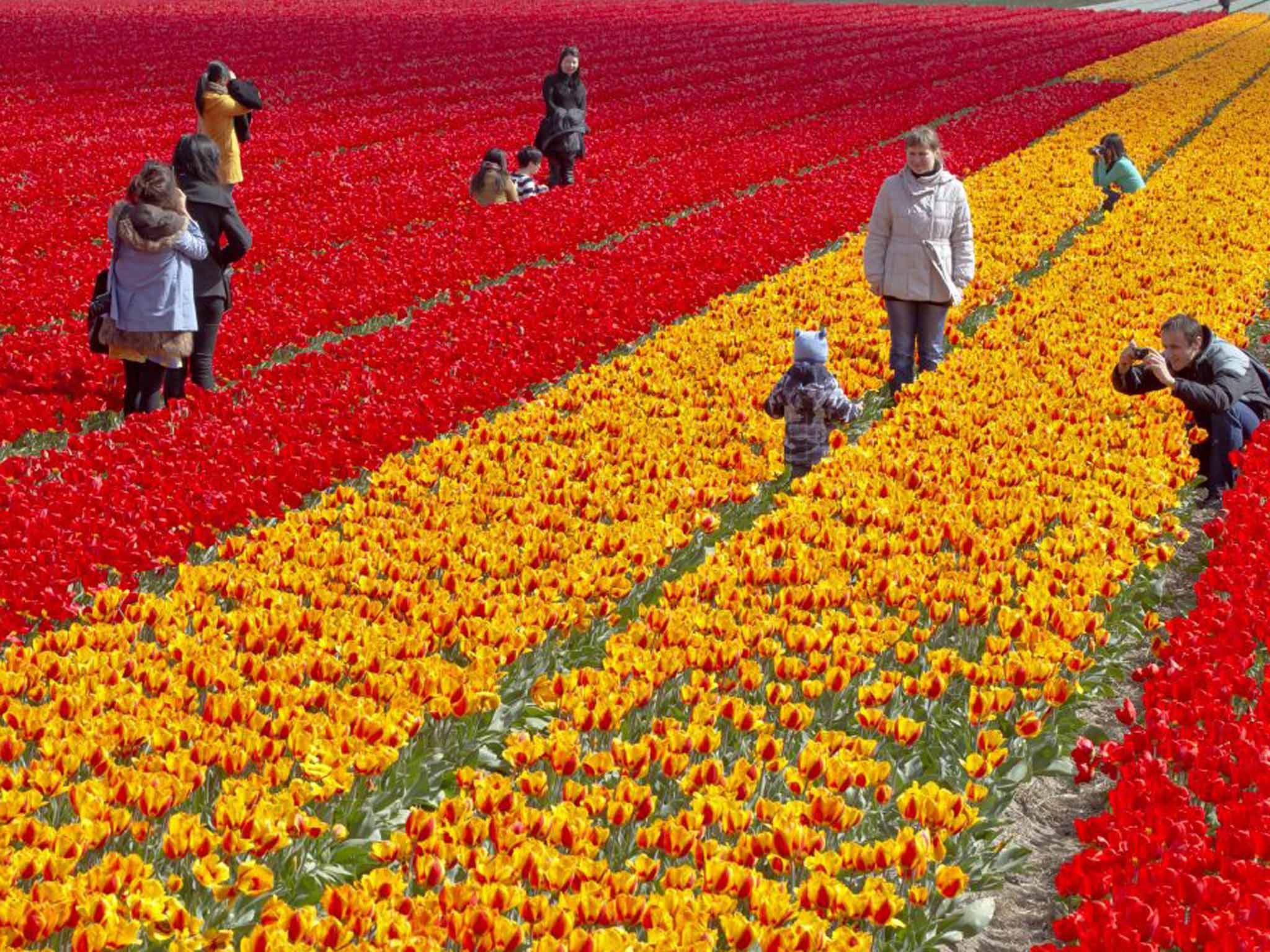 The tourist image of open tulip fields