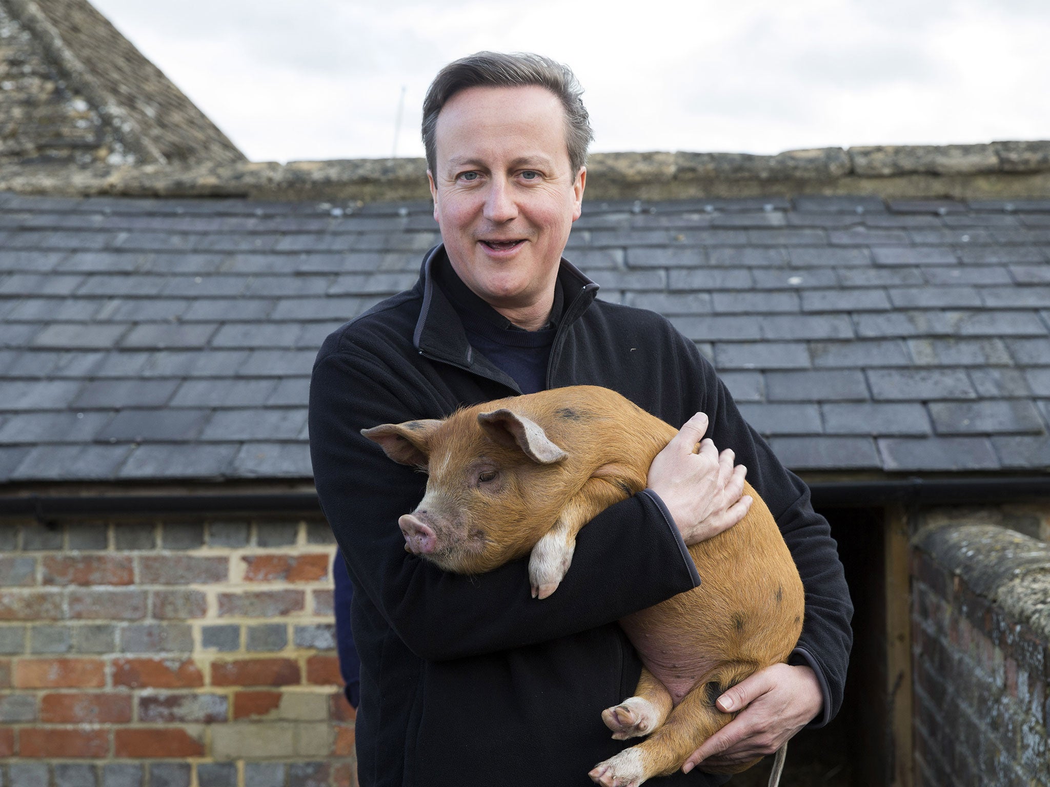 David Cameron with Florence the piglet during a visit to a farm in Witney in 2014.