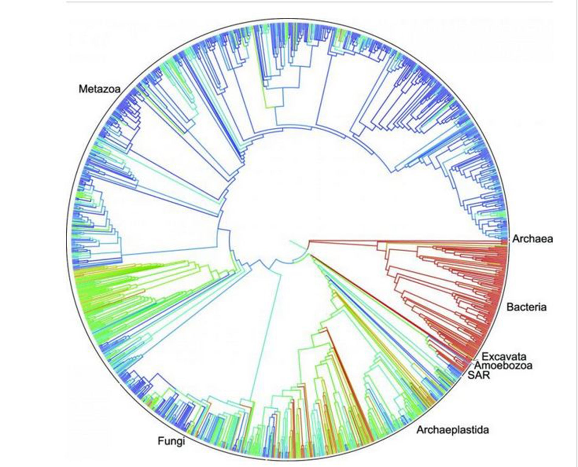 This circular family tree of Earth's lifeforms is considered a first draft of the 3.5-billion-year history of how life evolved and diverged