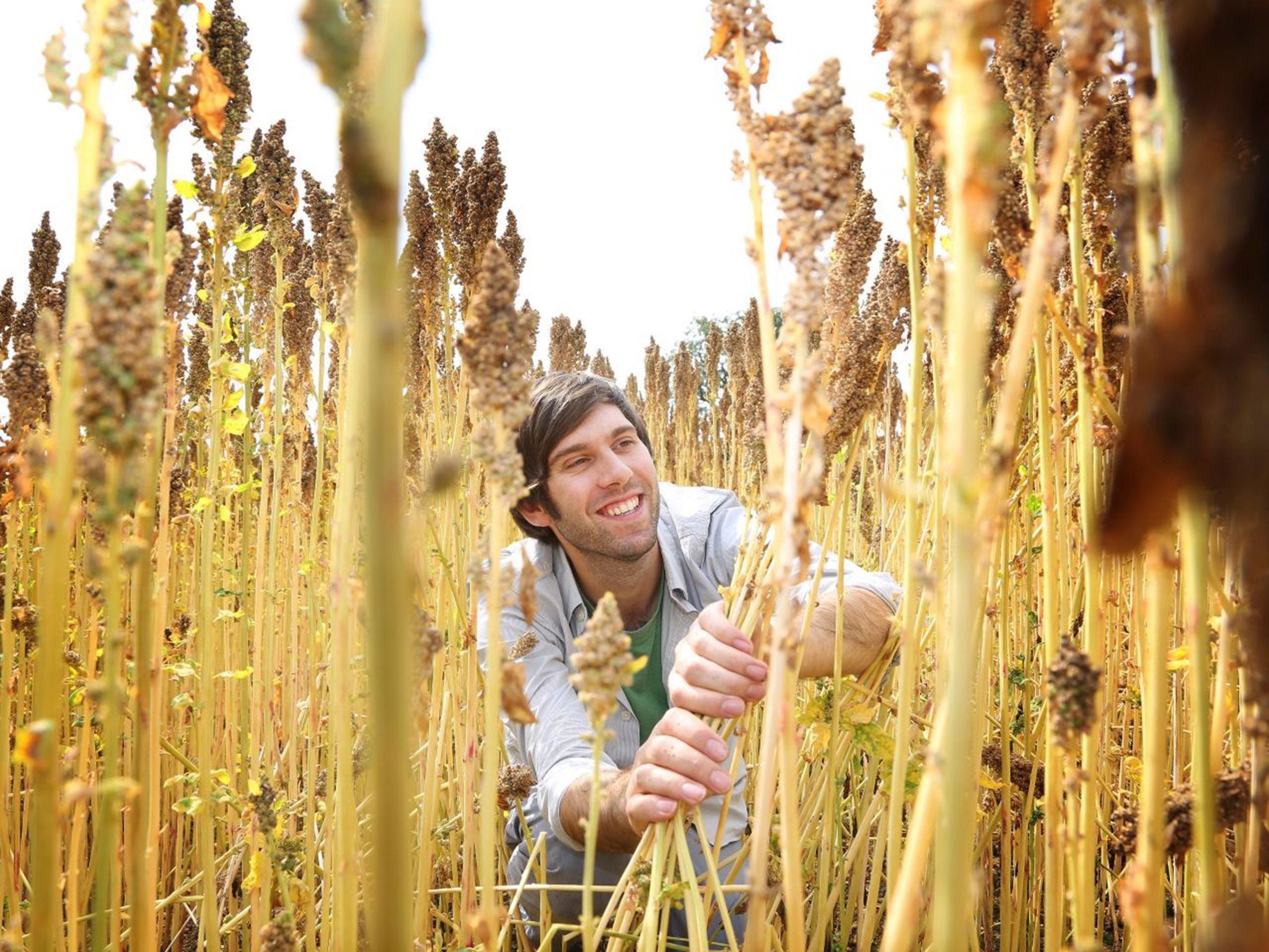 The quinoa king: farmer Stephen Jones is a major producer of the crop in Britain and now can't keep up with demand