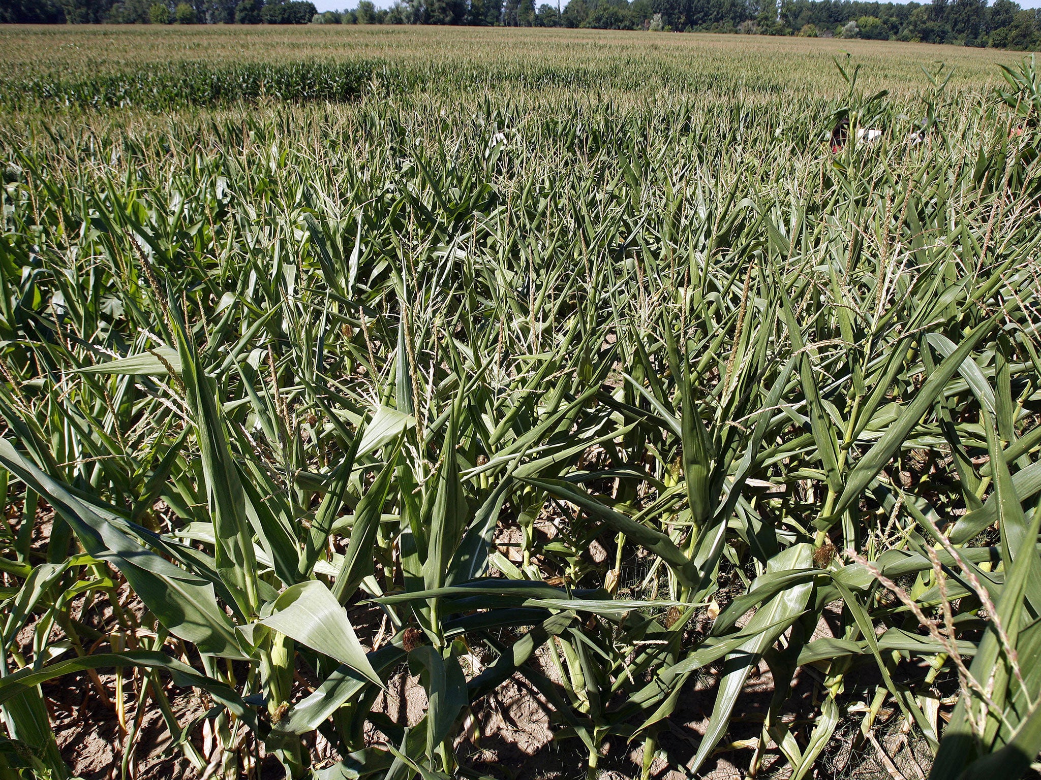 A genetically modified corn crop