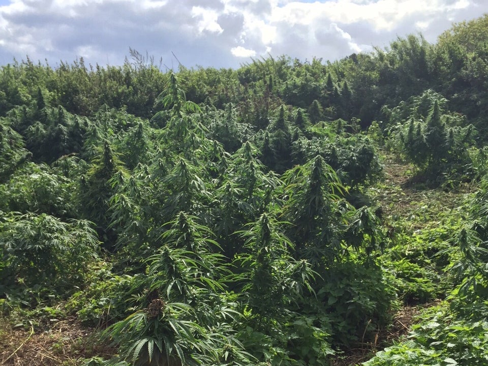 Kingston Police found a 'forest' of marijuana plants (Kingston Police)