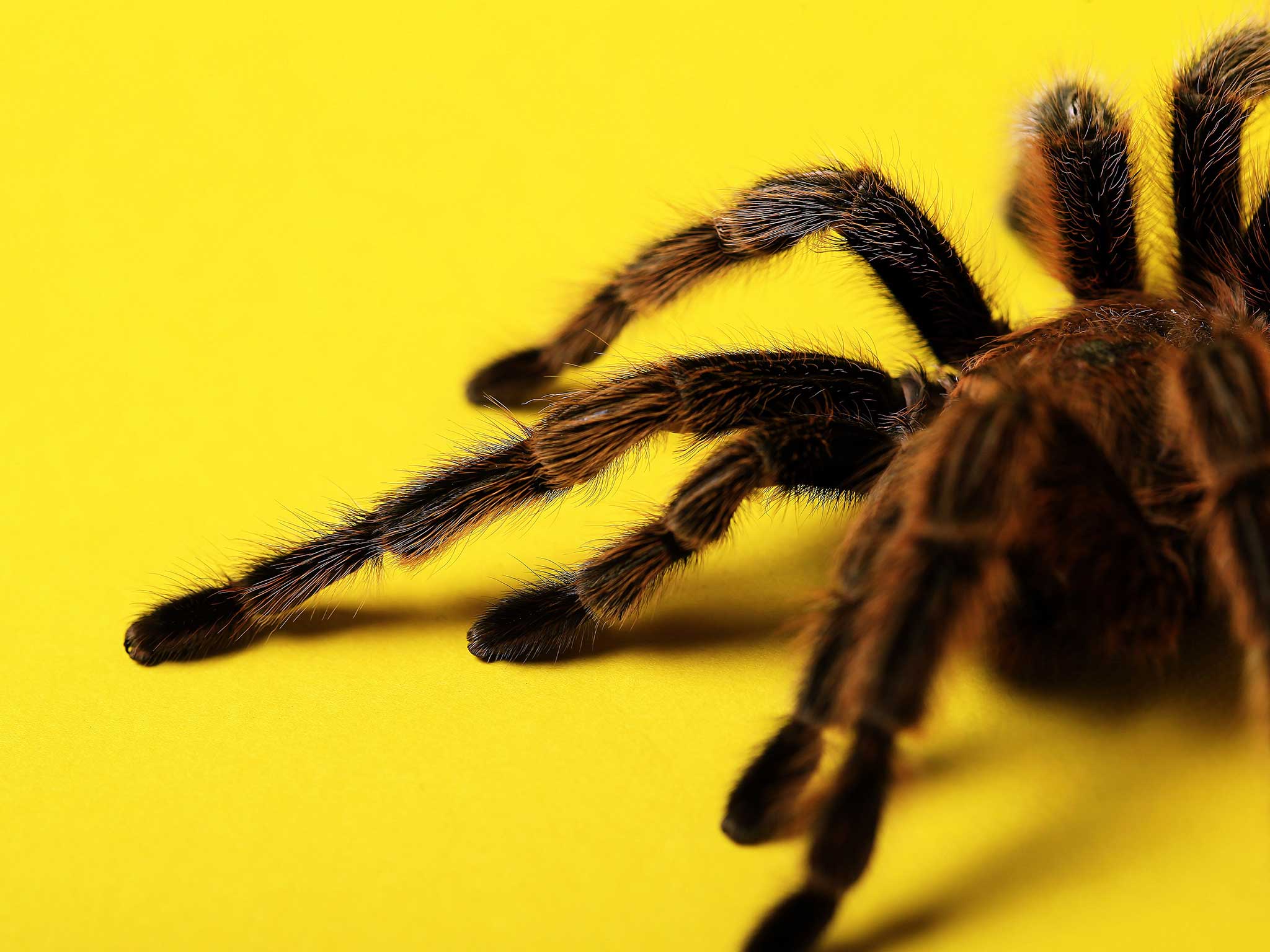 A tarantula escaped on a flight (stock picture)