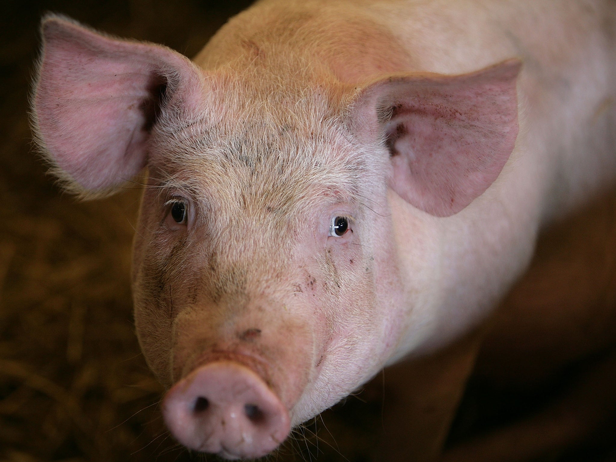 British pigs have previously been free from LA-MRSA