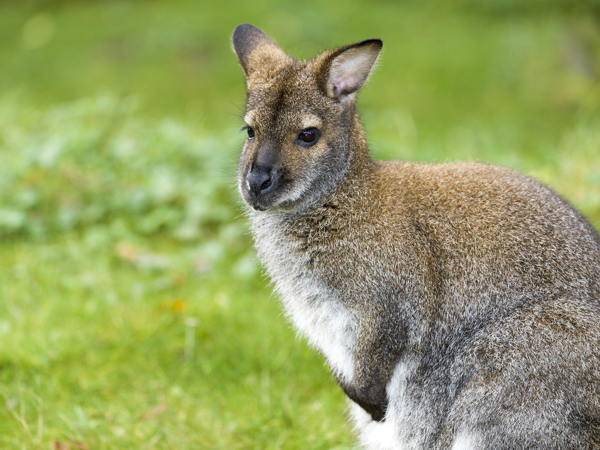 Have you seen this wallaby? Getty