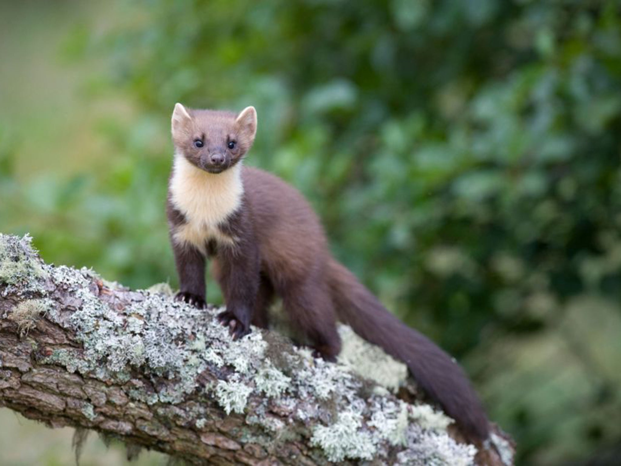 Pine martens, like the young female pictured, have been moved from Scotland to the forests of the Cambrian mountains