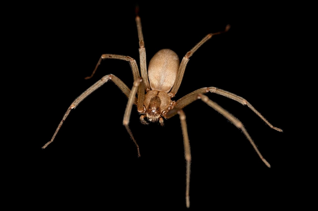 A brown recluse spider