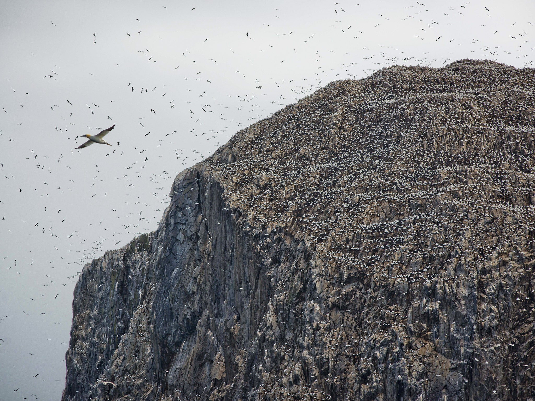 The uninhabited Bass Rock rises to over 100 metres