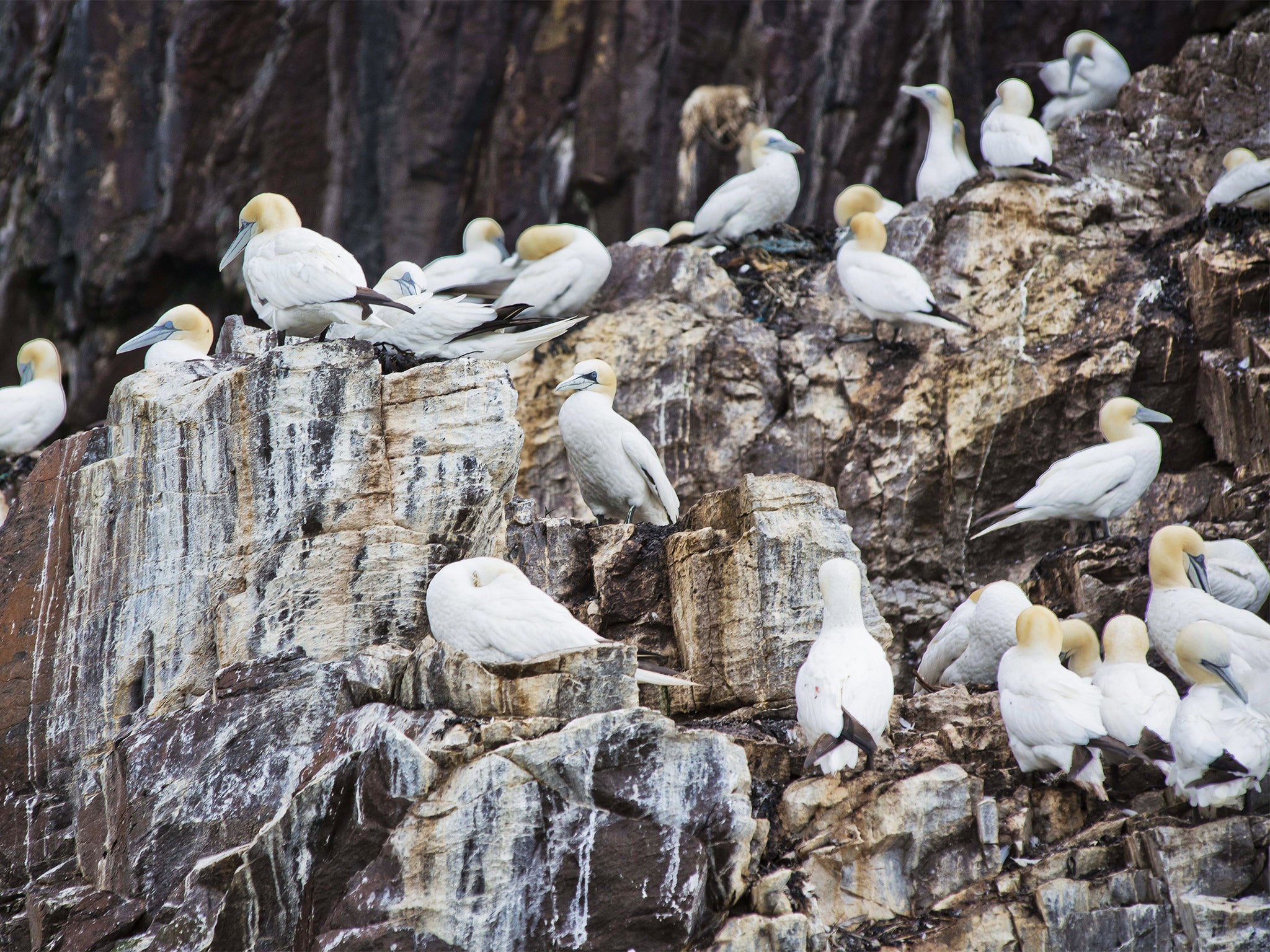 &#13;
The Bass Rock is home to some 150,000 gannets &#13;