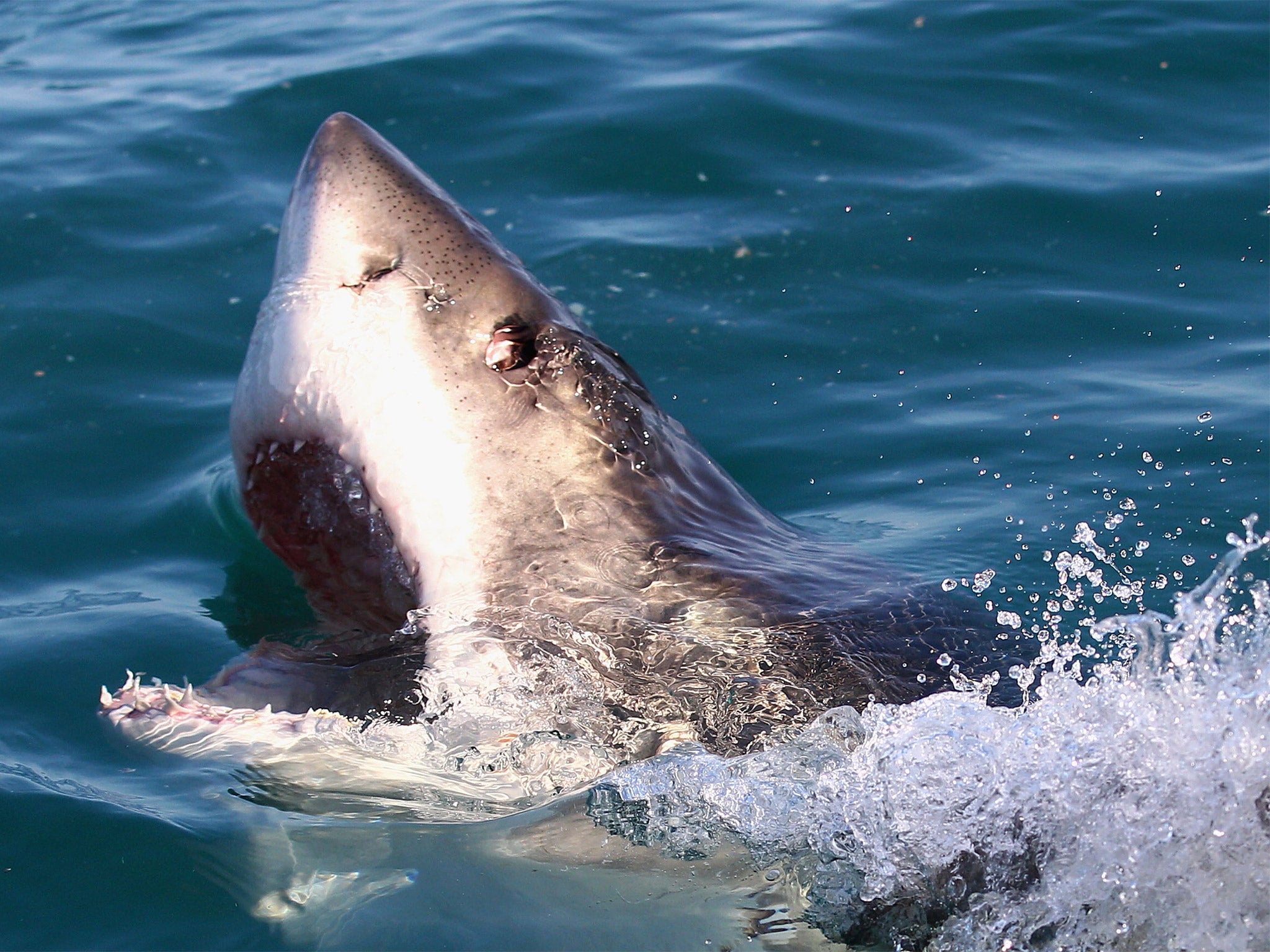 The Great Barrier Reef Marine Park is home to about 88 species of sharks.