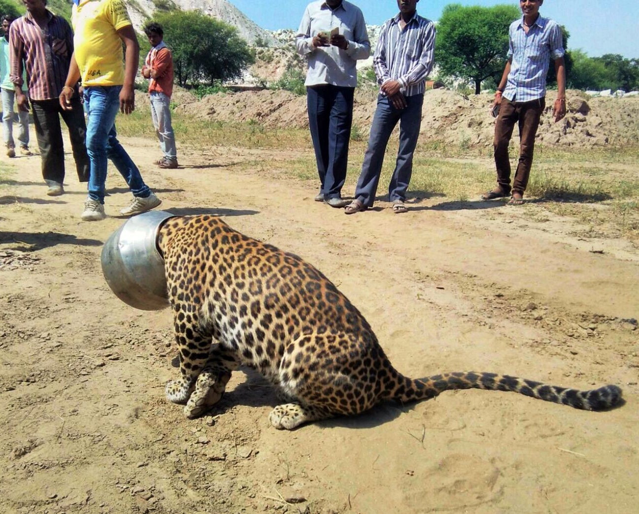 There are believed to be between 12,000 and 14,000 leopards in India