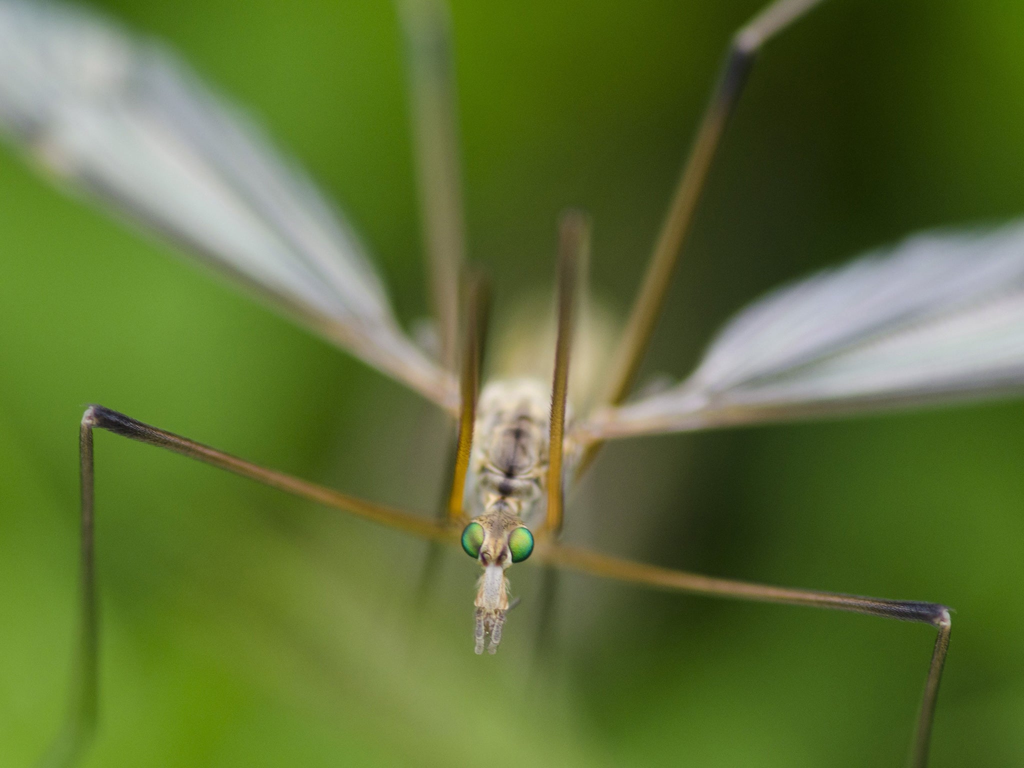 Crane flies do best in warm, autumnal climates