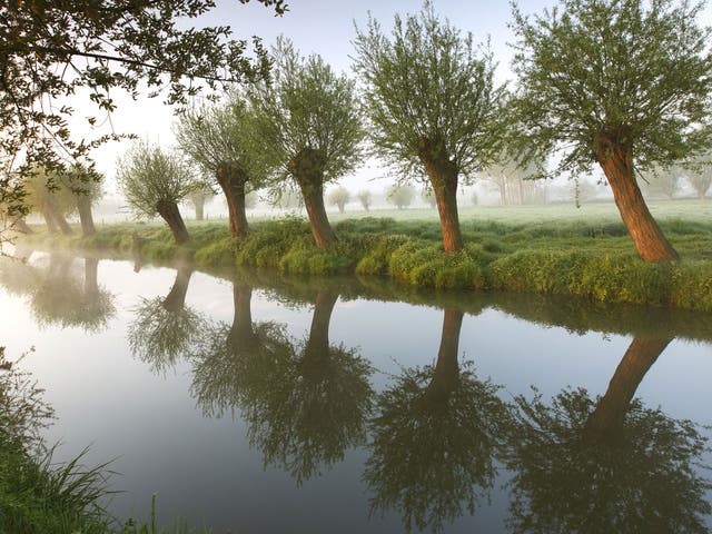 Pollarding, as seen in these willows, can keep a tree healthy for longer