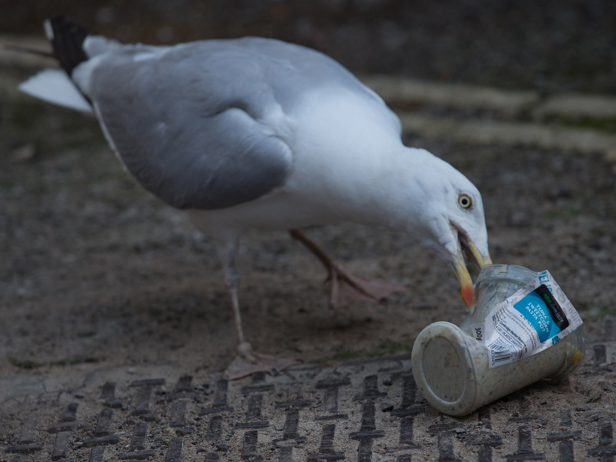 A seagull eats a food container in St Ives. Up to 99 per cent of seabirds will have plastic in their stomachs by 2050