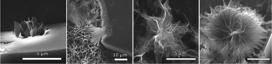 This image shows a flower in different stages of growth - from the very start, on the left, to the final bloom, on the right