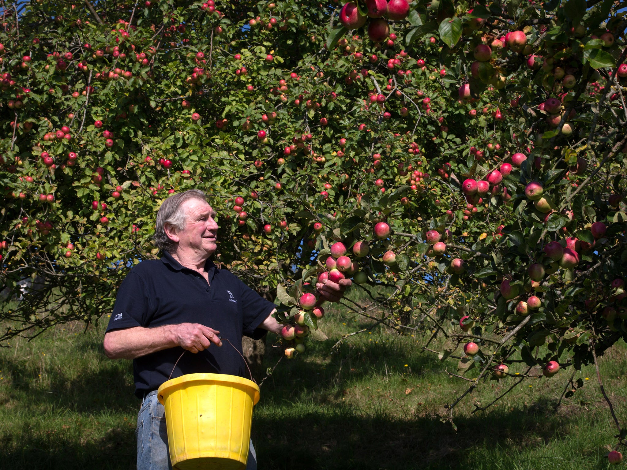 An apple orchard in Minnesota is under fire after ranting about 'the China Virus'