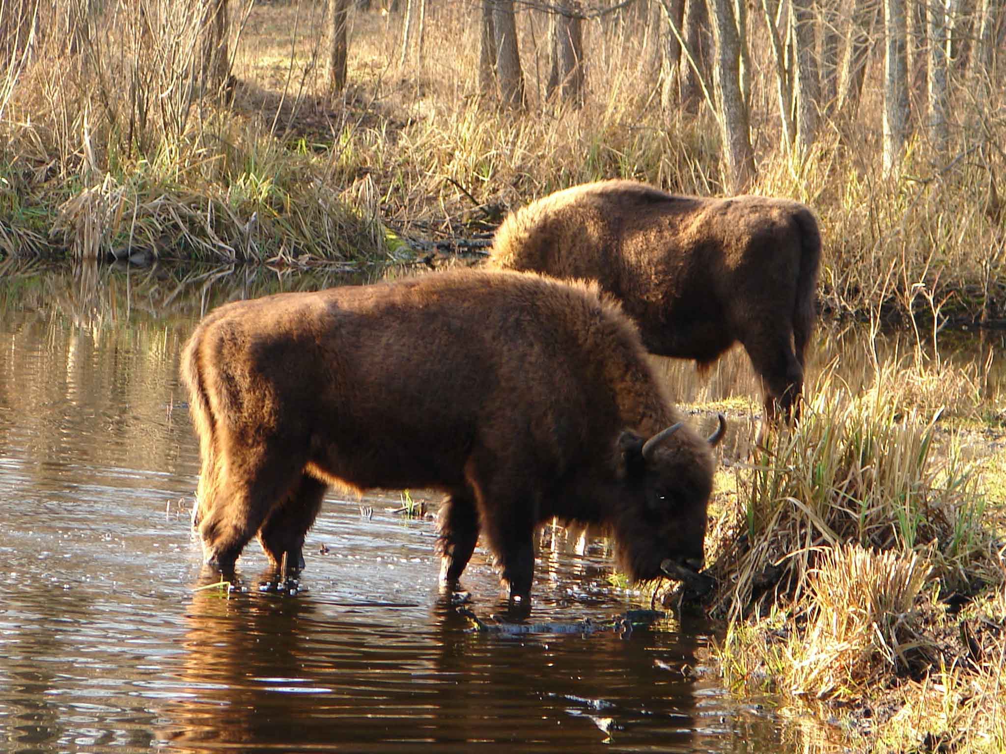 The absence of human activity in the exclusion zone has benefited the wildlife of the region