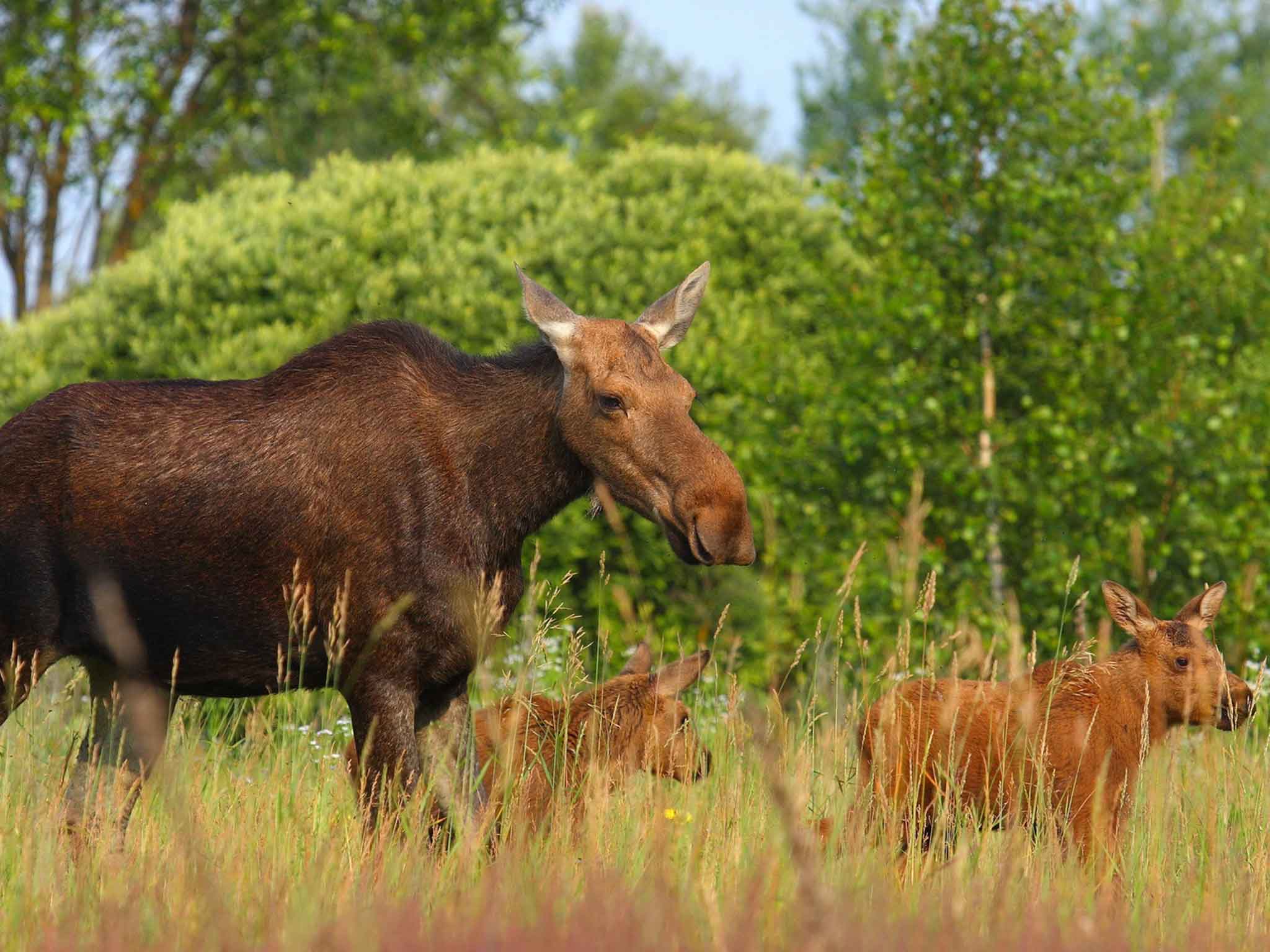 Numbers of elk declined rapidly in the aftermath of the collapse of the Soviet Union