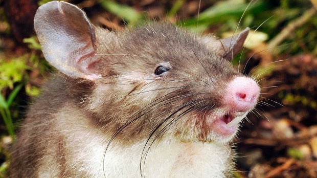 The rat is also notable for its small mouth and upturned nose (Pic: Museum Victoria)