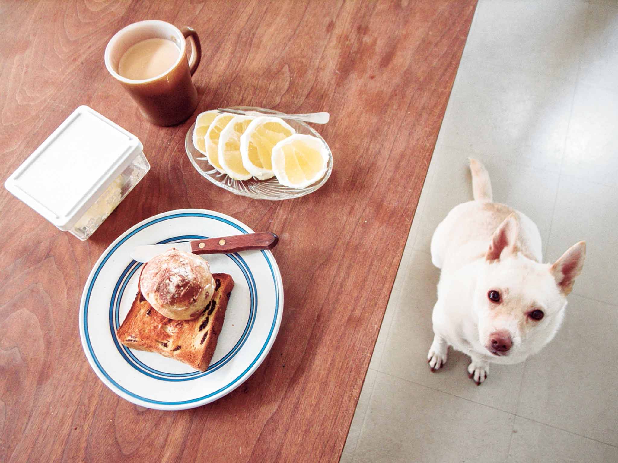 Natsuko Kuwahara: Bread and a Dog