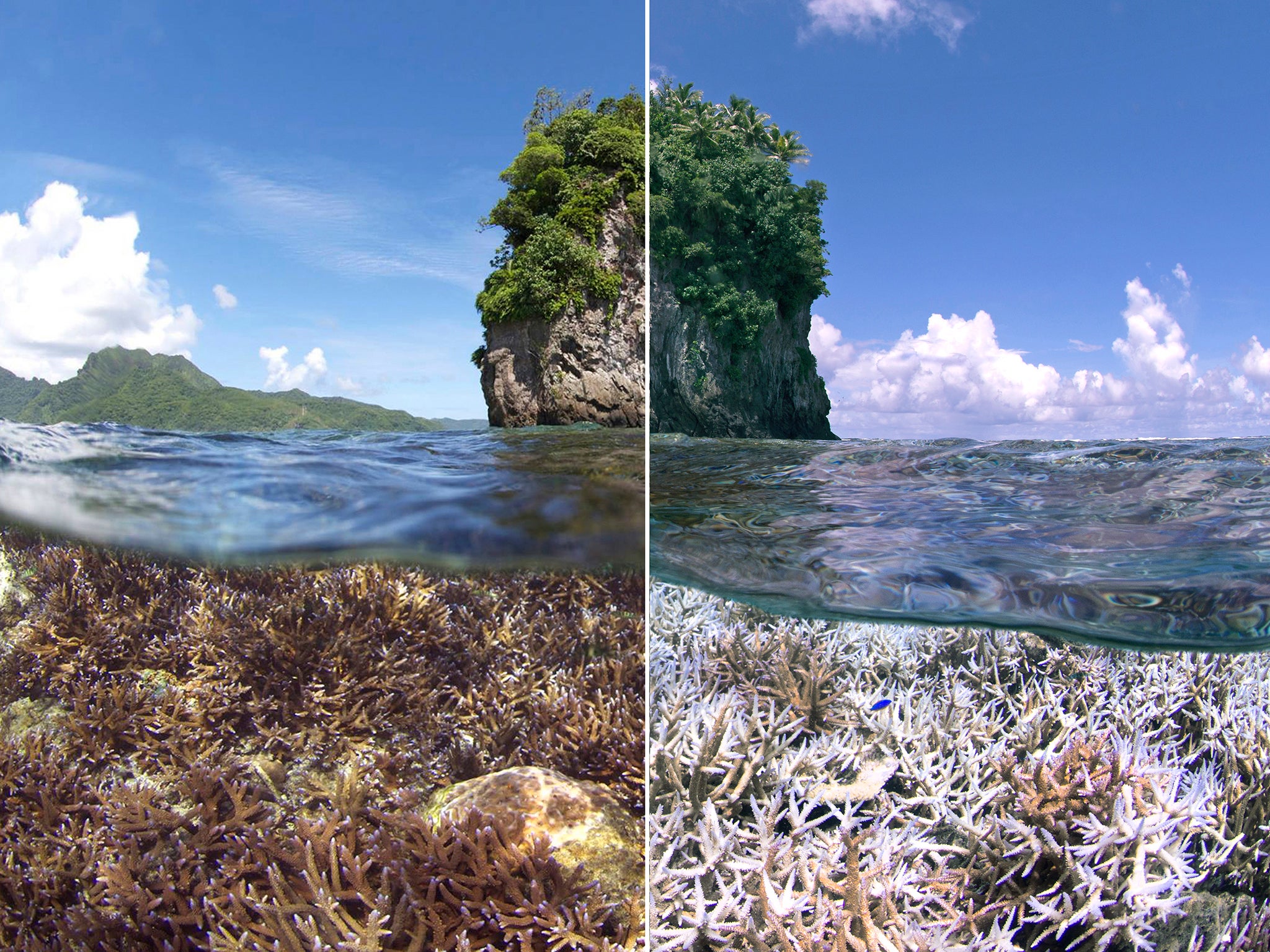 Airport Reef in American Samoa at the height of the bleaching event in February 2015