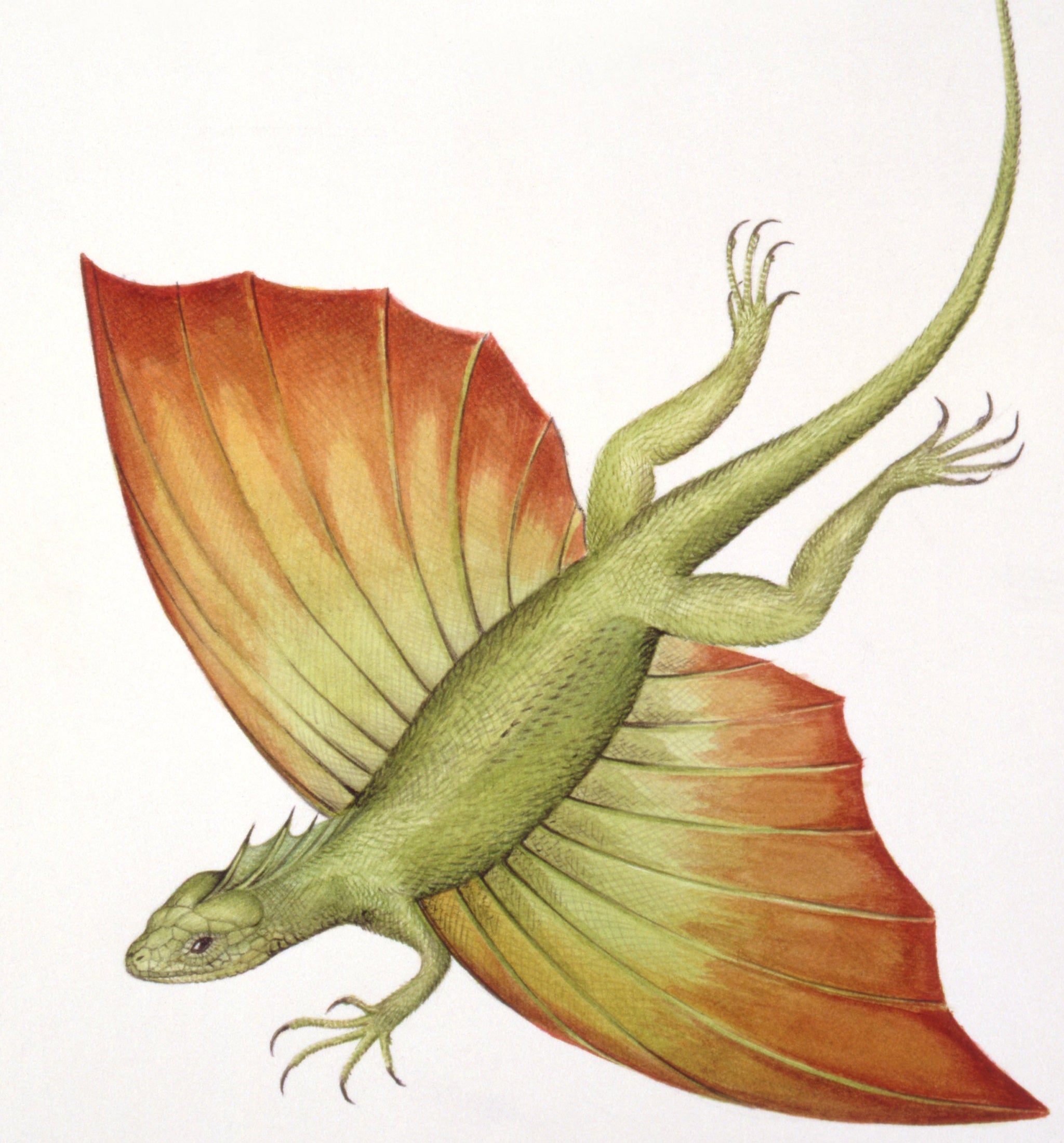 An artist's image of a Coelurosauravus, a reptile thought to have lived during the Permian era - Art work by Robin Budden