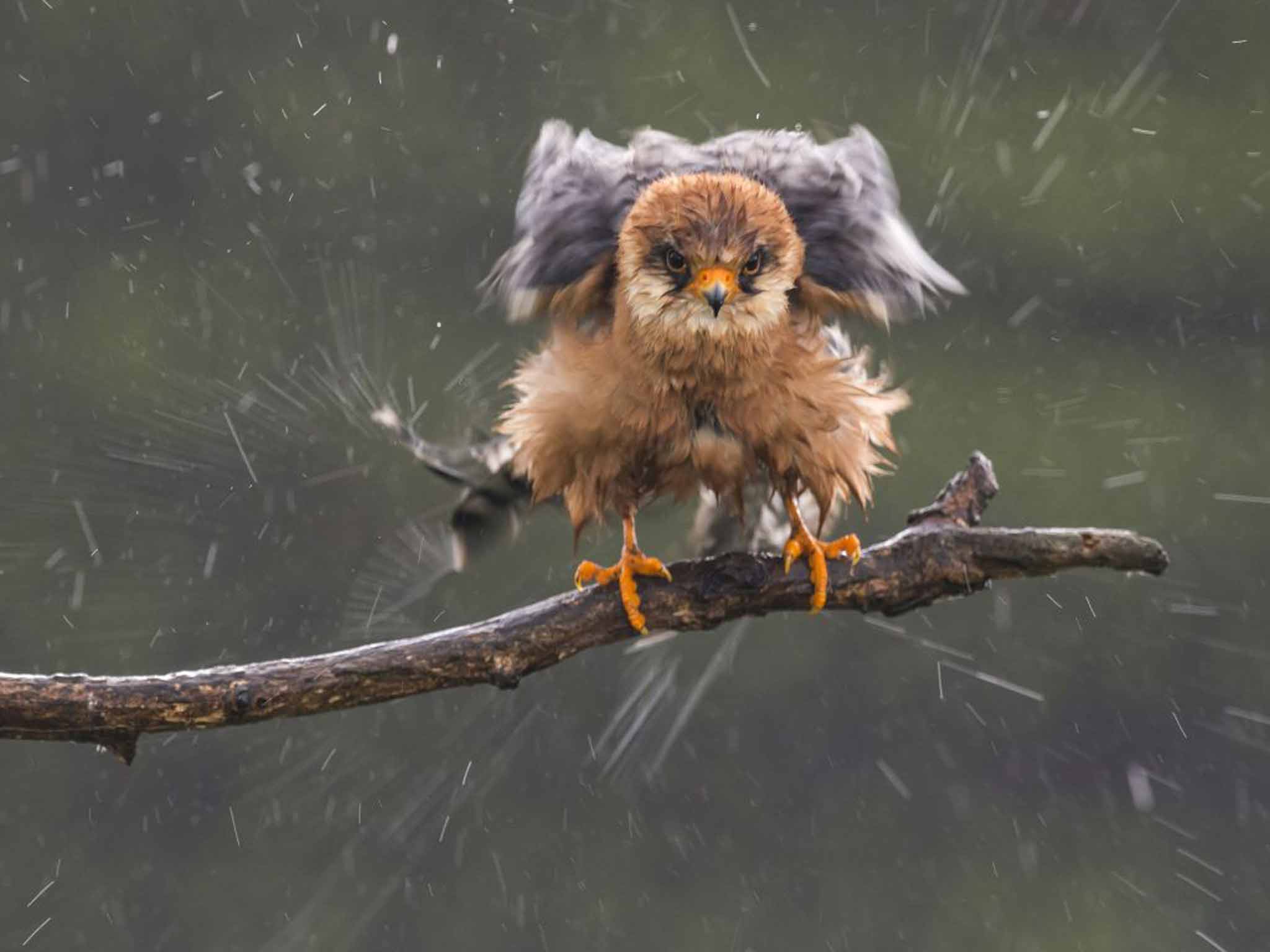 Last year's Wildlife winner: 'Red-footed falcon' by John Webster