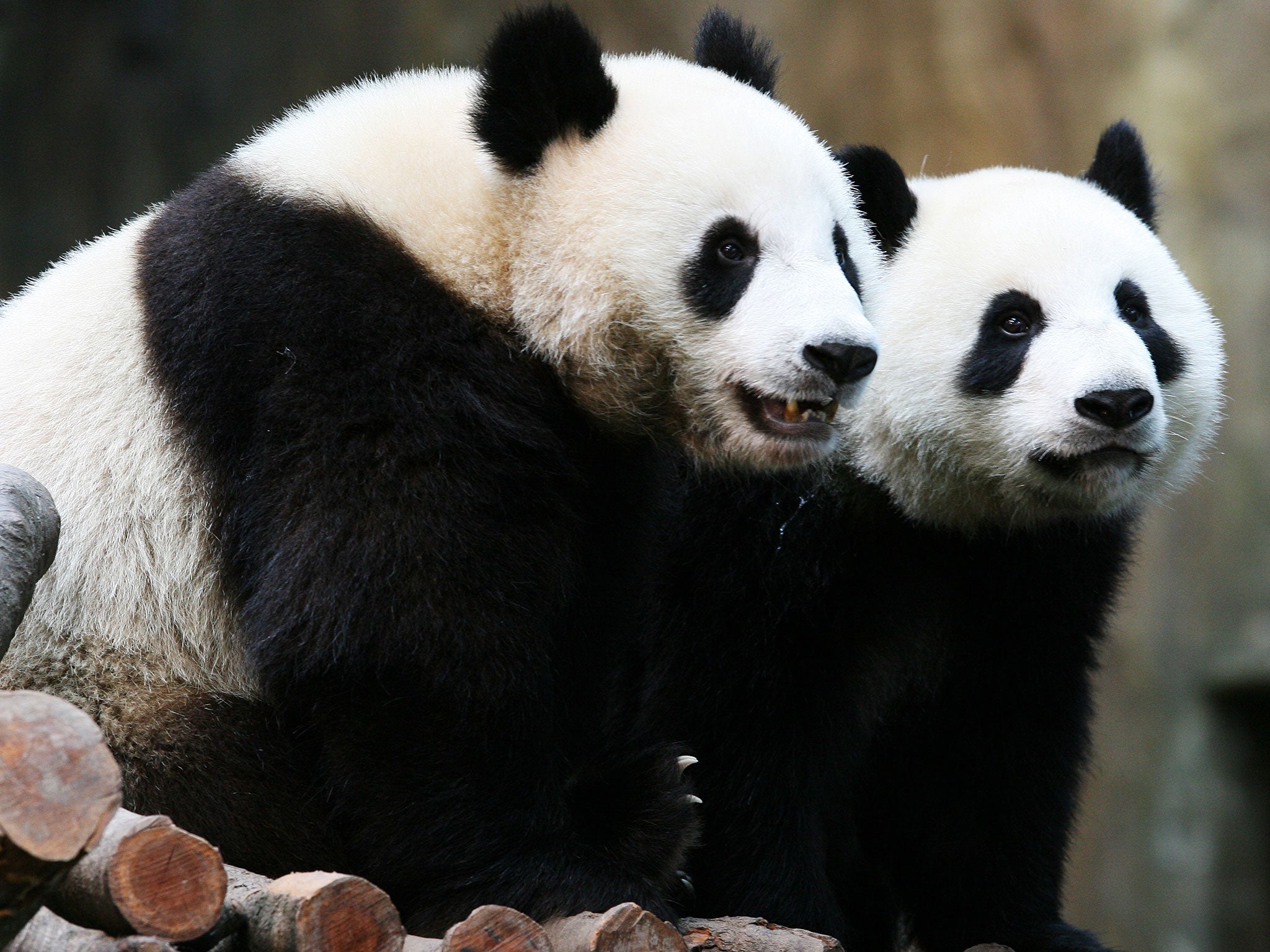 Ying Ying with Lok Lok, who also lives at Ocean Park in Hong Kong