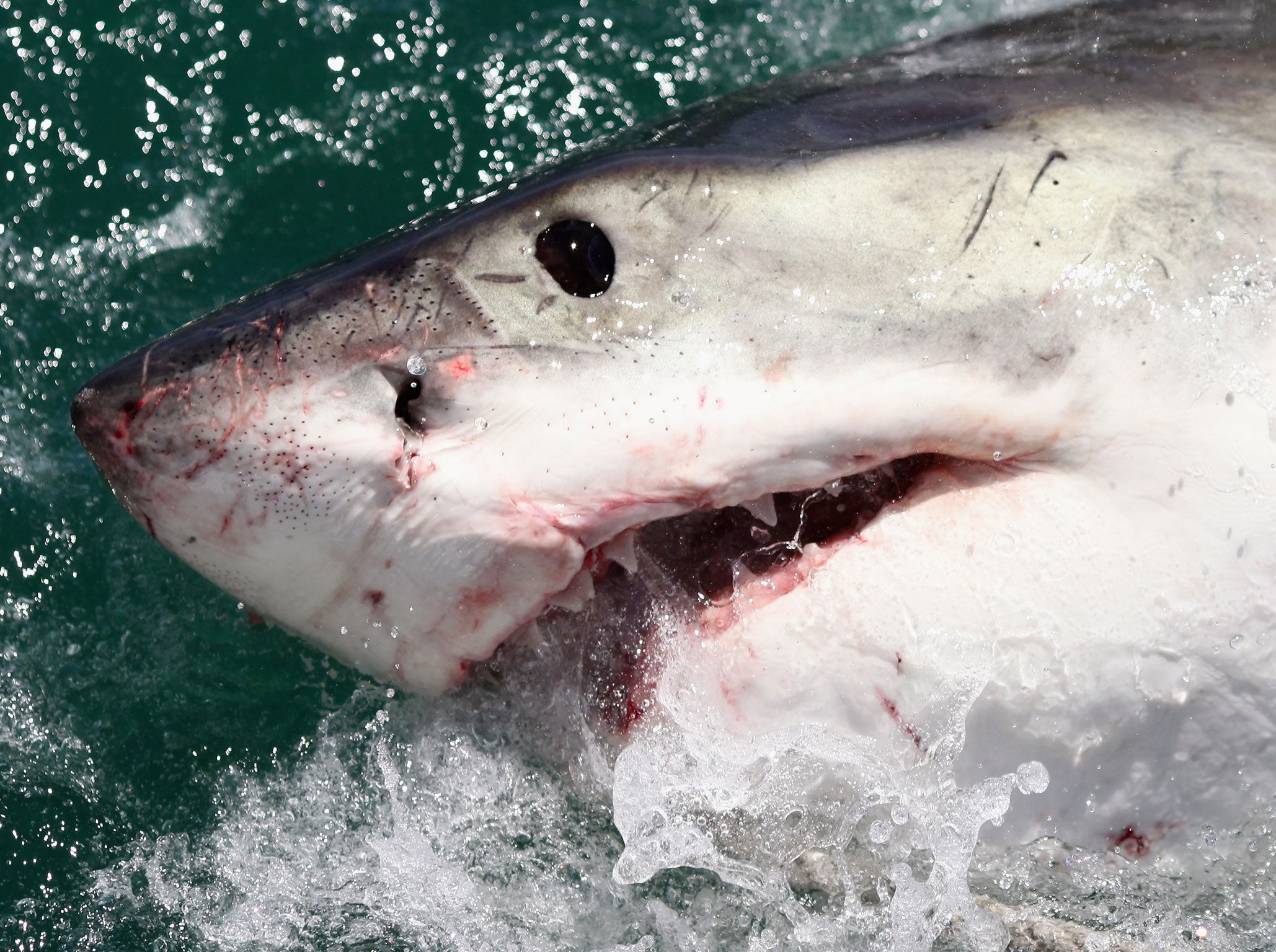 Eugene Finney was slammed in the back by a shark