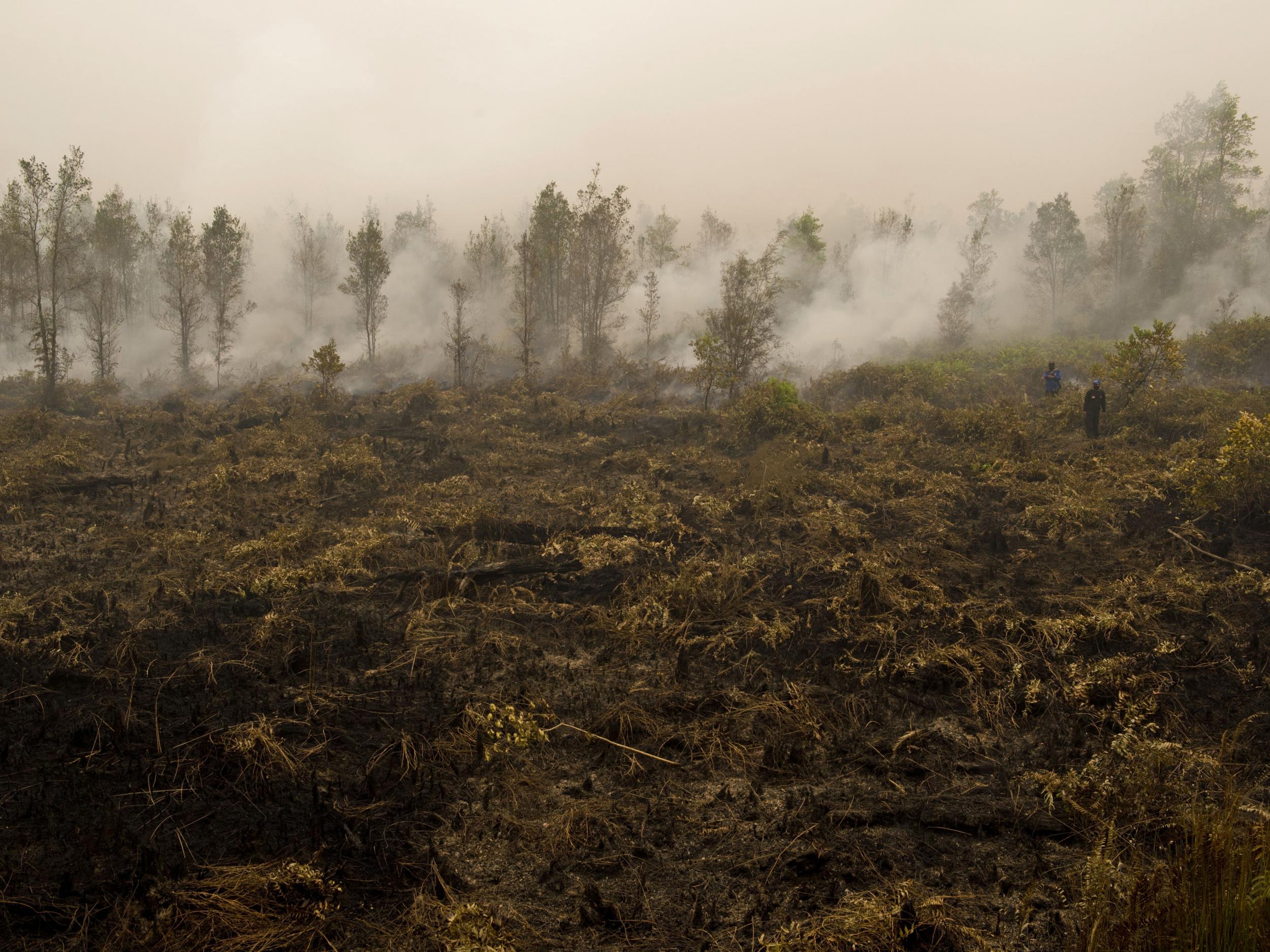 Greenpeace release drone footage showing huge damage caused by Indonesia’s forest fires