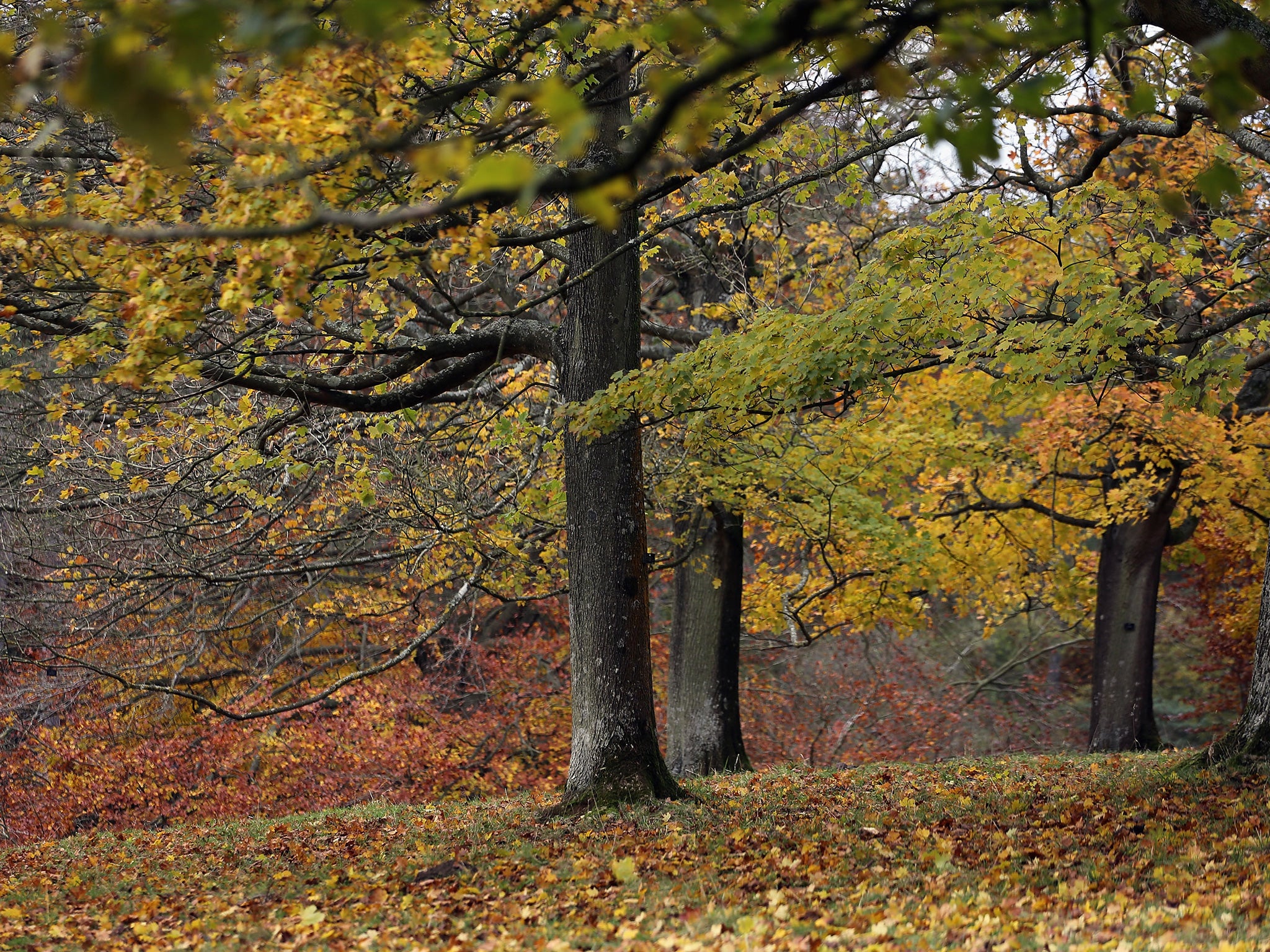 The company believe that they may be able to plant up to 1 billion extra trees a year