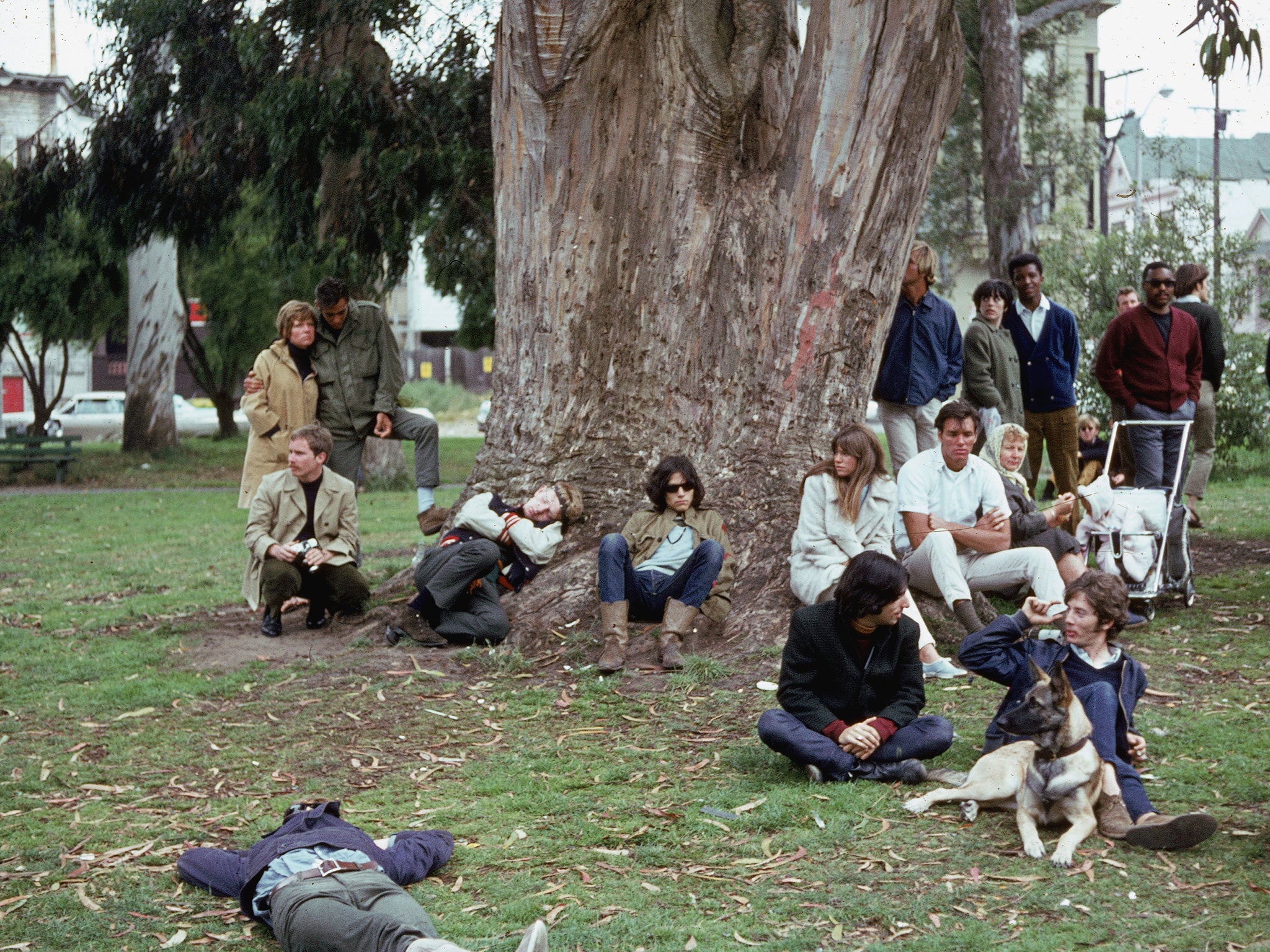 The 1960s was a fine time for tree plating, leading to a record 12 millon tonnes of timber in 2014