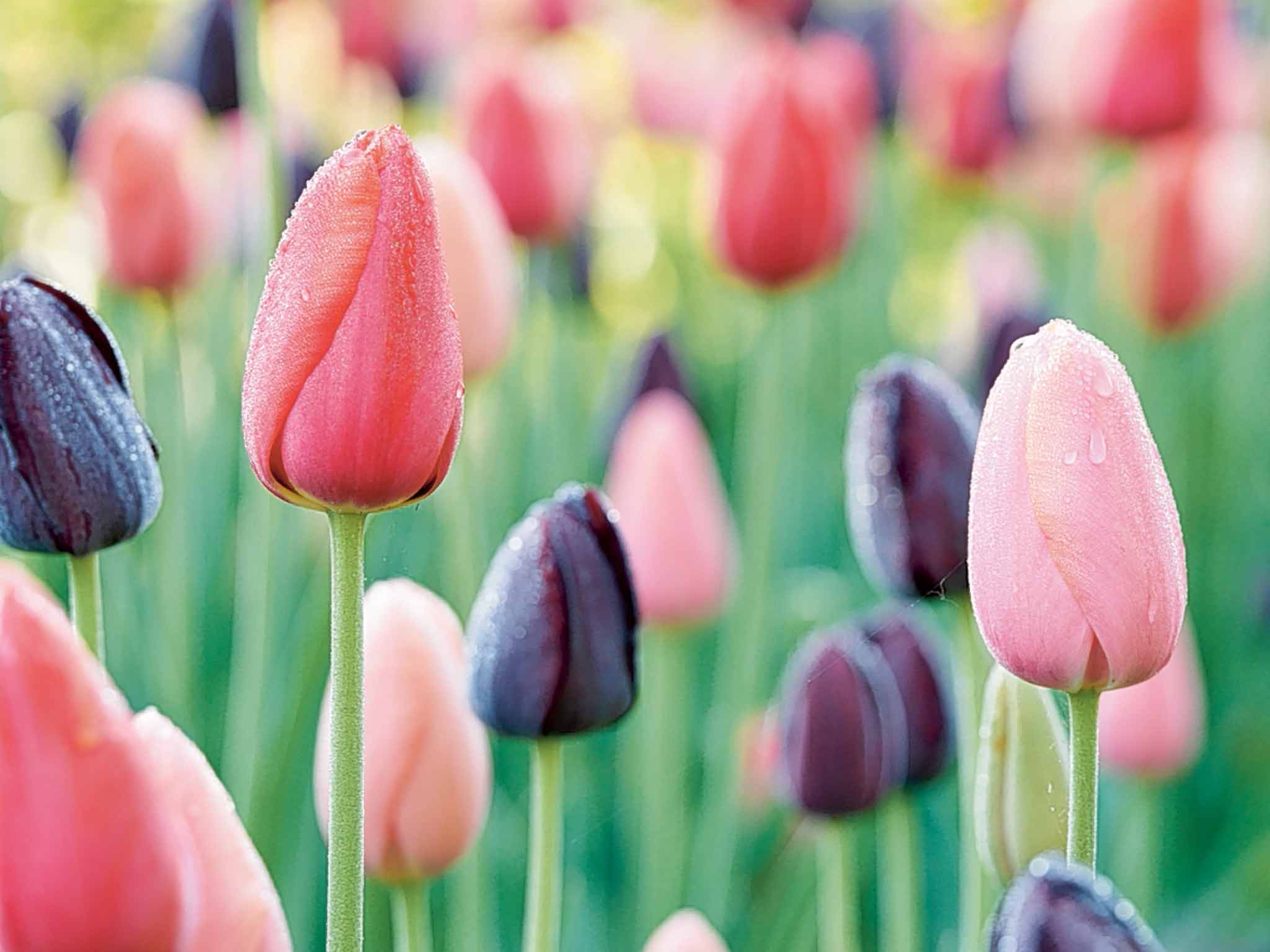 'Menton' tulips: between 1750 and 1850, most major north of England towns had a tulip society