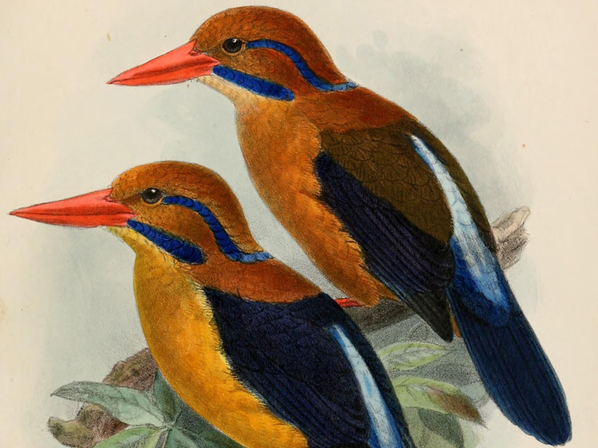 Christopher Filardi likened the kingfisher to 'a creature of myth come to life'