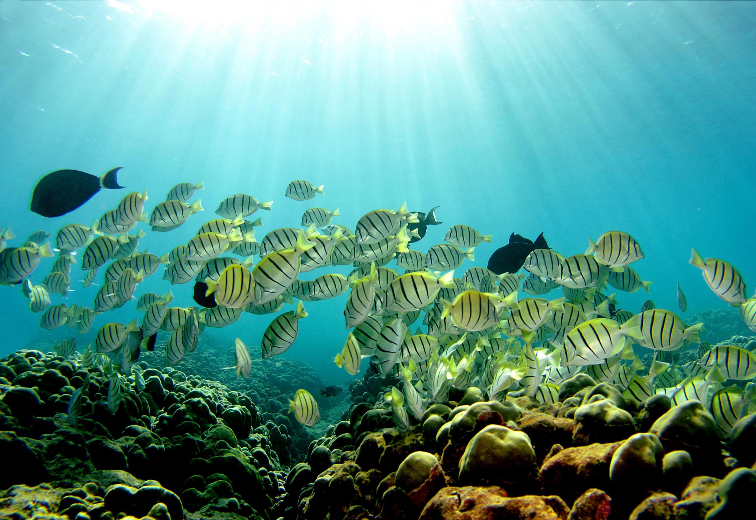 Increased human activity in the oceans has severely impacted the global fish population