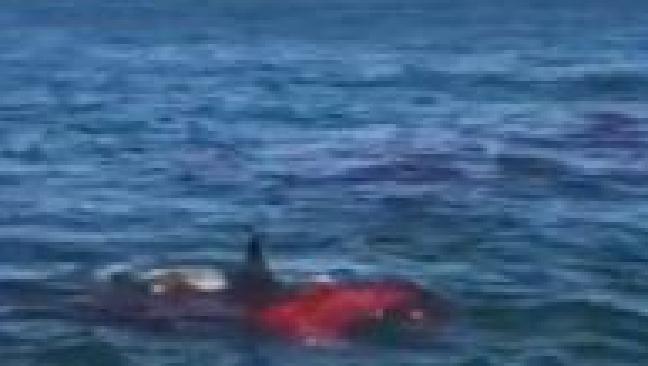 It was the first time a great white has been captured on film feeding in the San Francisco bay