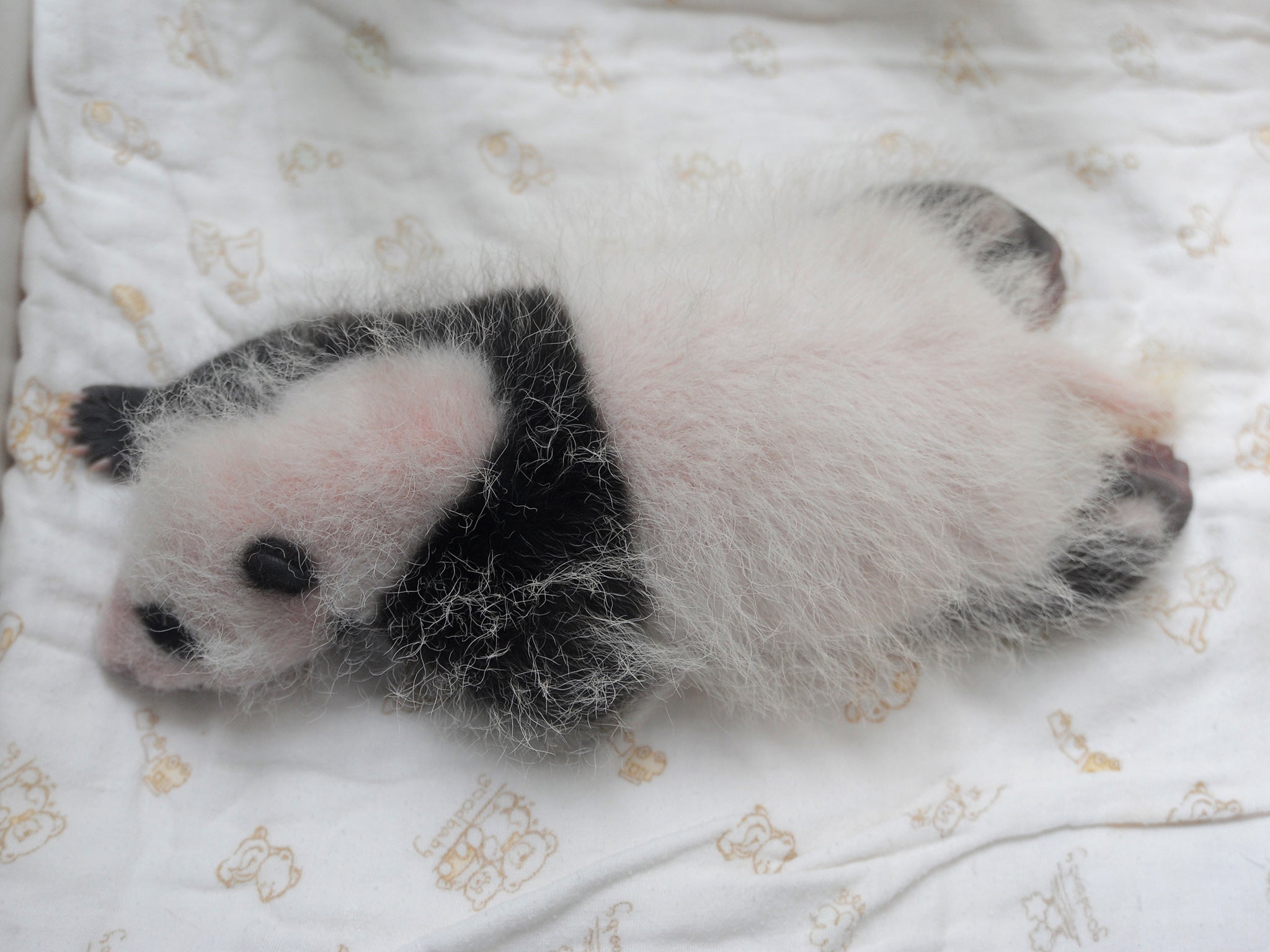 A newborn panda cub is born in the Sichuan Province of China