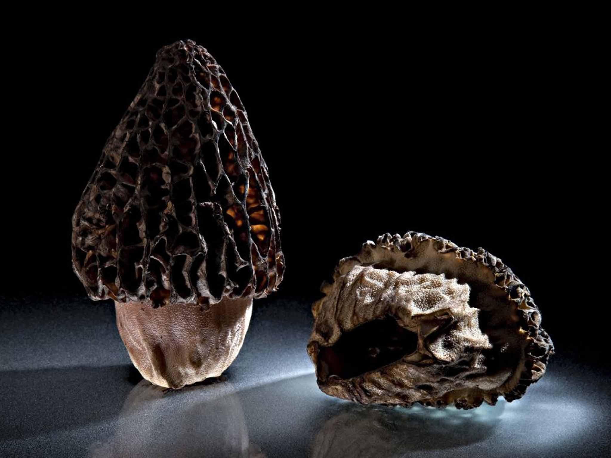 Morels