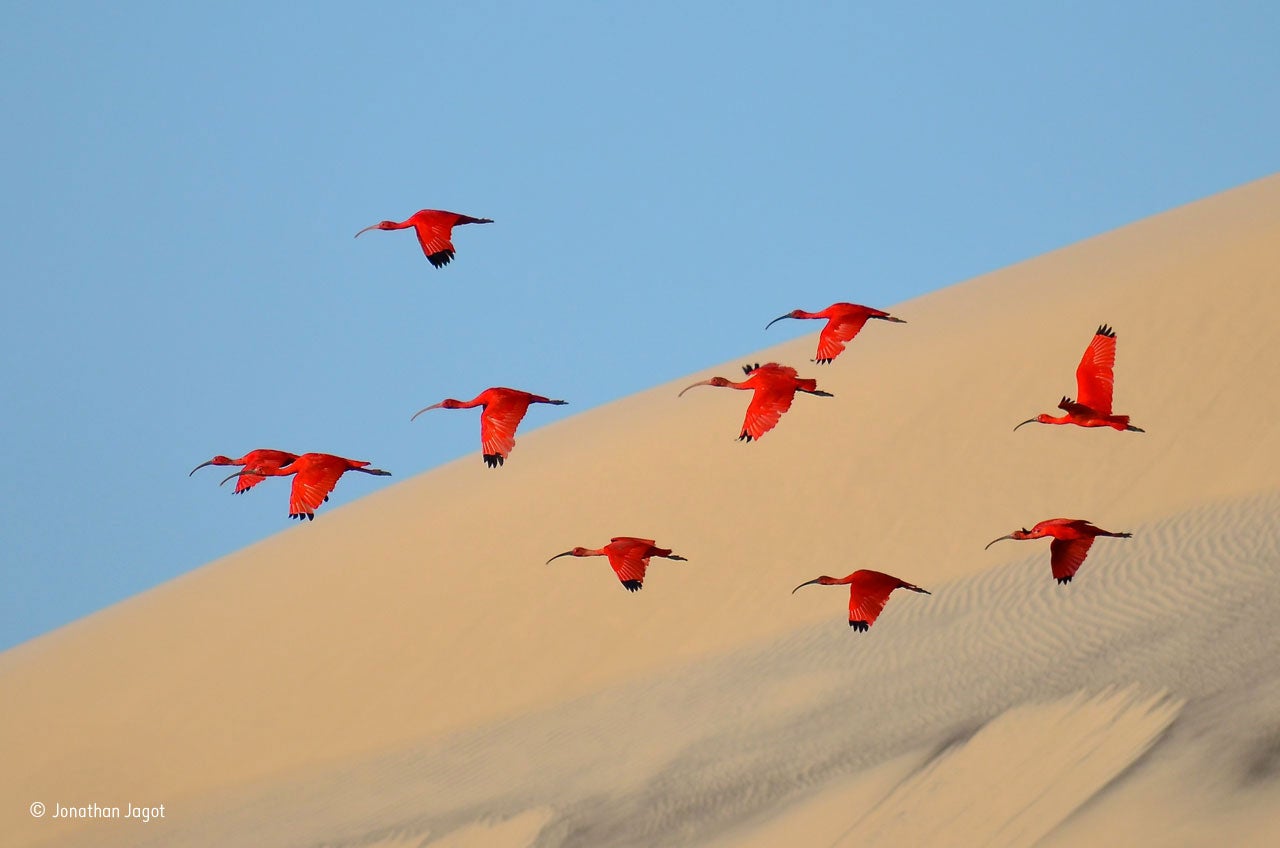 'Flight of the Scarlet Ibis' by Jonathan Jagot wins the 15-17 Young Wildlife Photographers Award