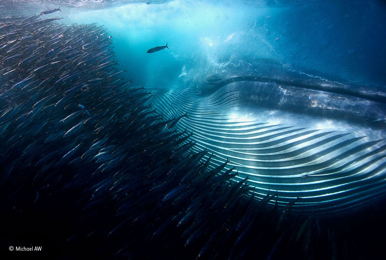 'A Whale of a Mouthful' by Michael AW wins the Under Water category