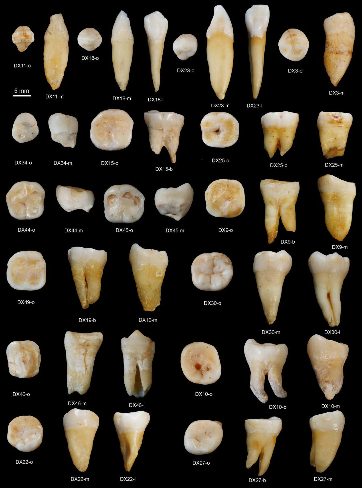 Fossil teeth found in China